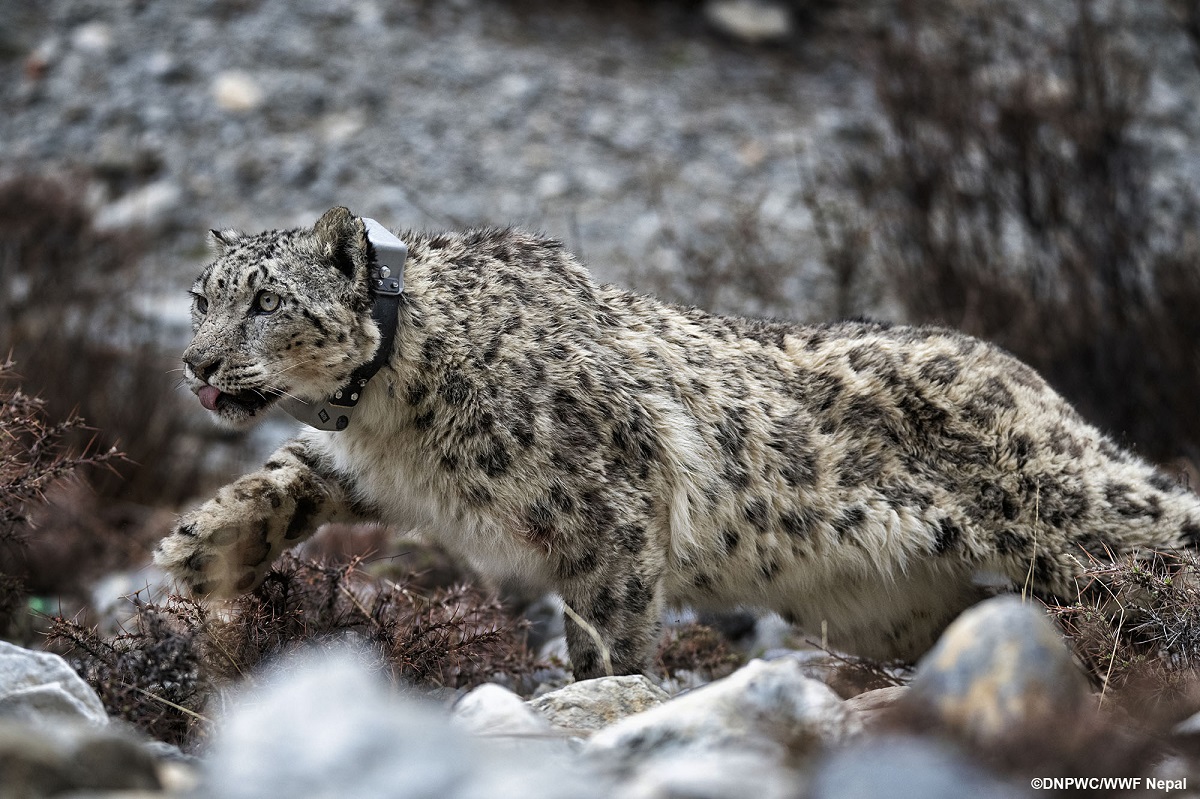 तस्वीर सौजन्यः शे–फोक्सुन्डो निकुञ्ज।